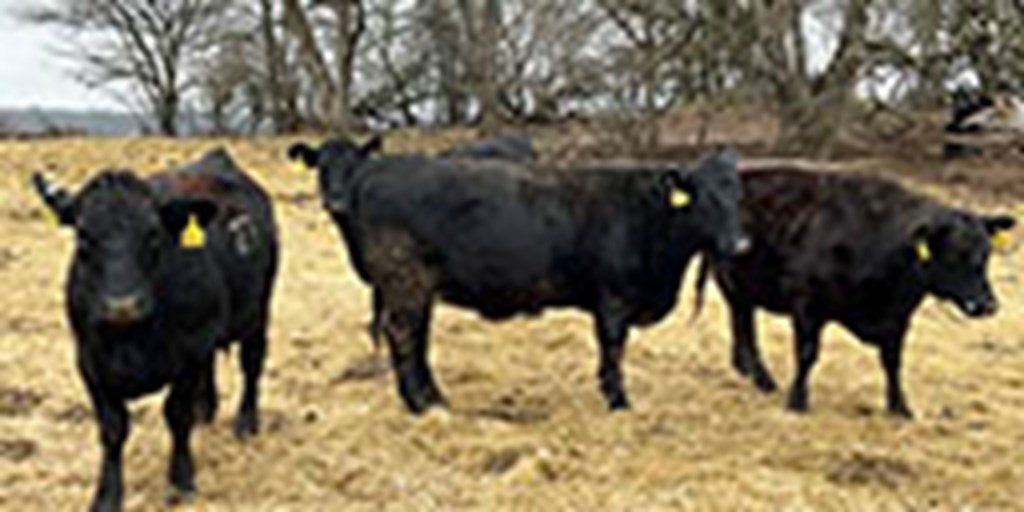 15 Angus & Black Baldy 1st-Calf Pairs... Southwest MO