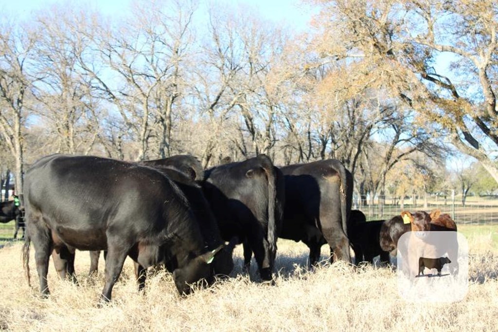 Cattle Range Listing Photo