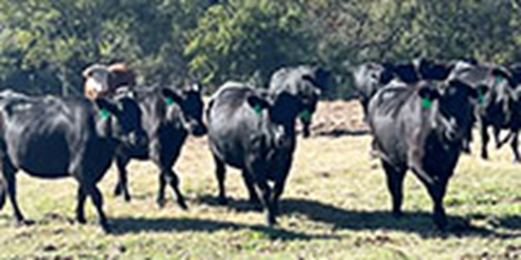 20 Angus & Angus Cross Cows... Northeast TX