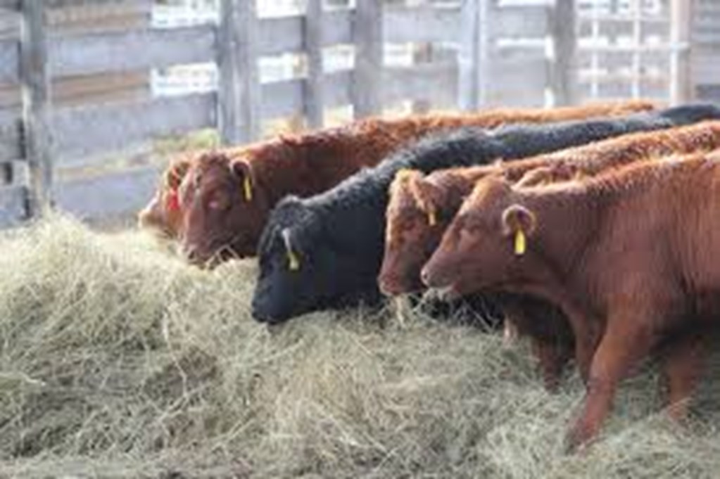 Oklahoma Cattle Market Summary… Fewer Cattle & Higher Prices Cattle Range