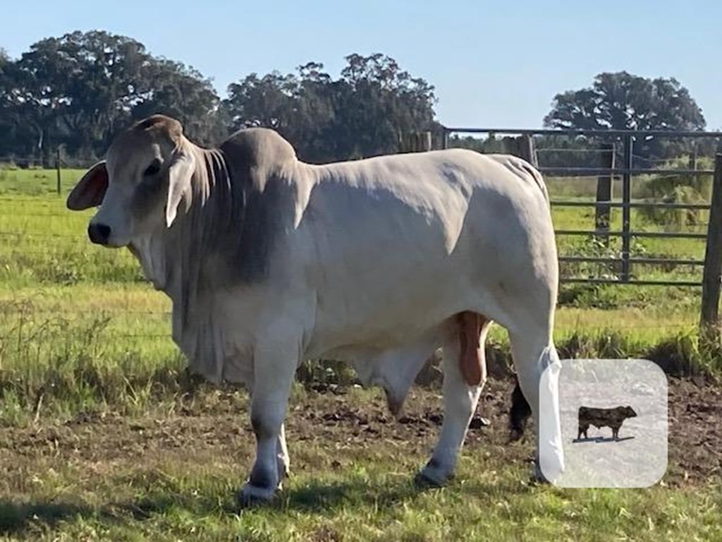 Cattle Range Listing Photo