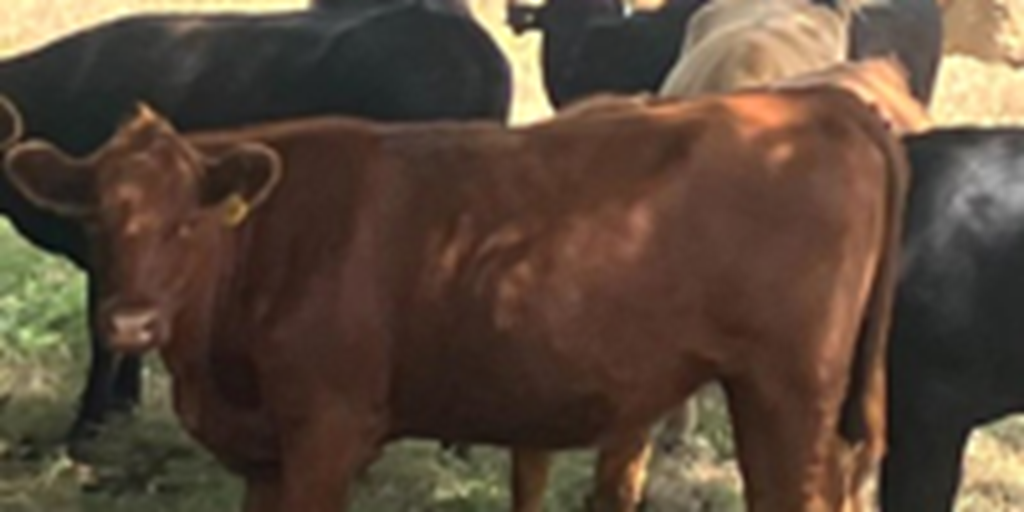 40 Akaushi Cross Bred Heifers... S. Central OK