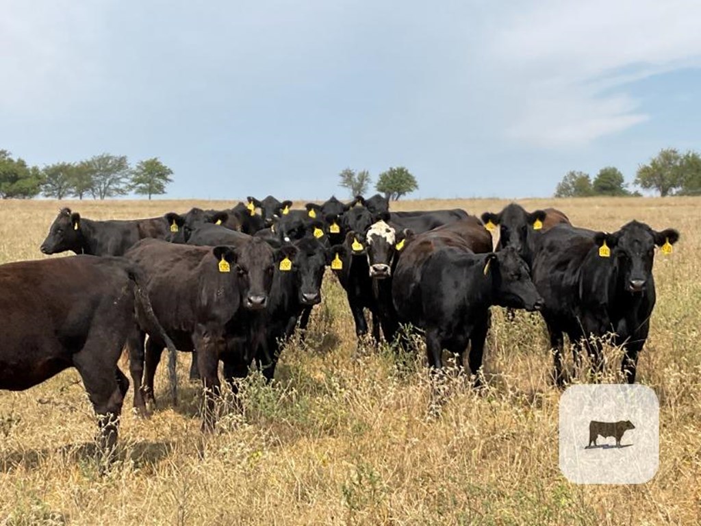 Cattle Range Listing Photo