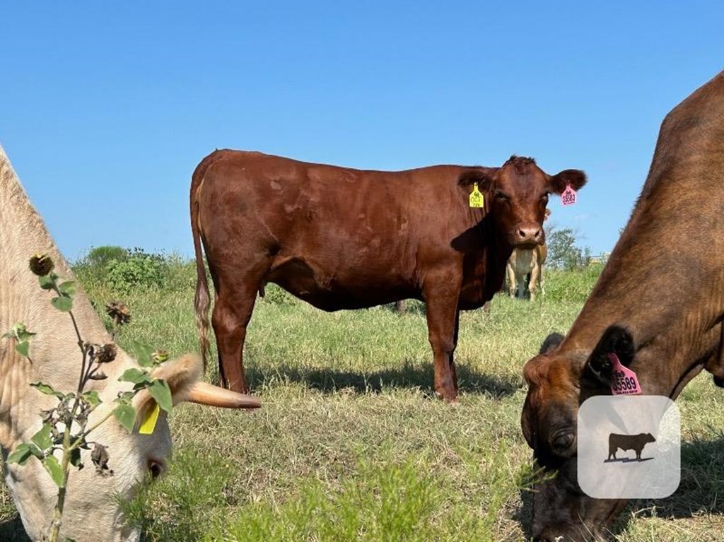 Cattle Range Listing Photo