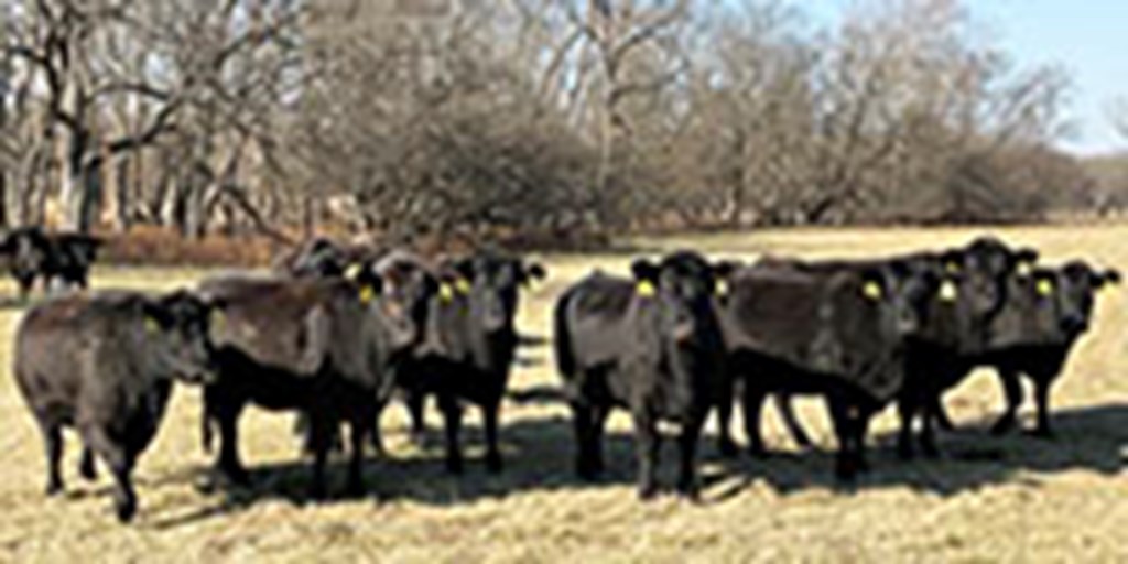 40 Angus & BMF Cows... Southwest MO