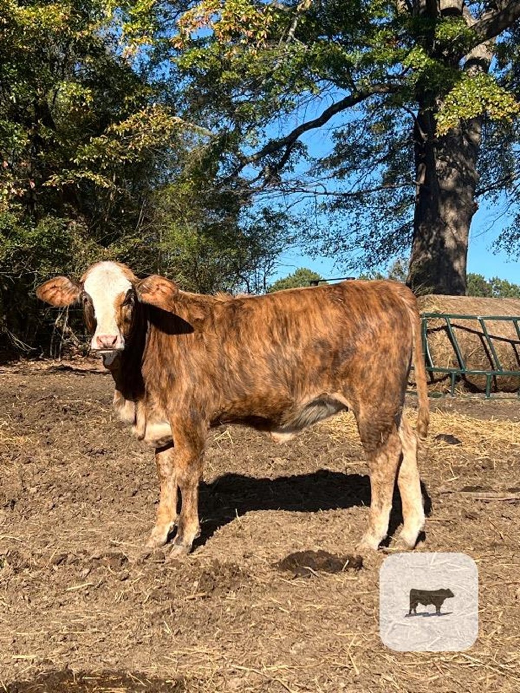 Cattle Range Listing Photo