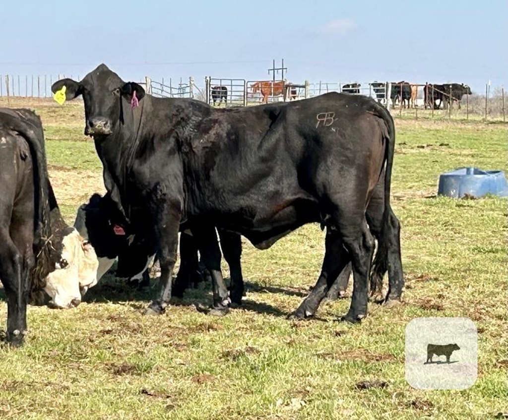 Cattle Range Listing Photo