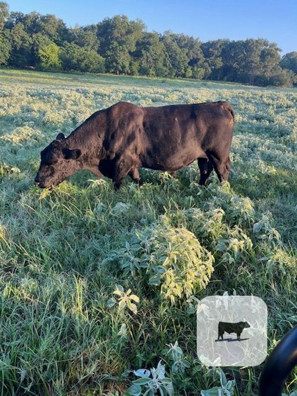 Cattle Range Listing Photo