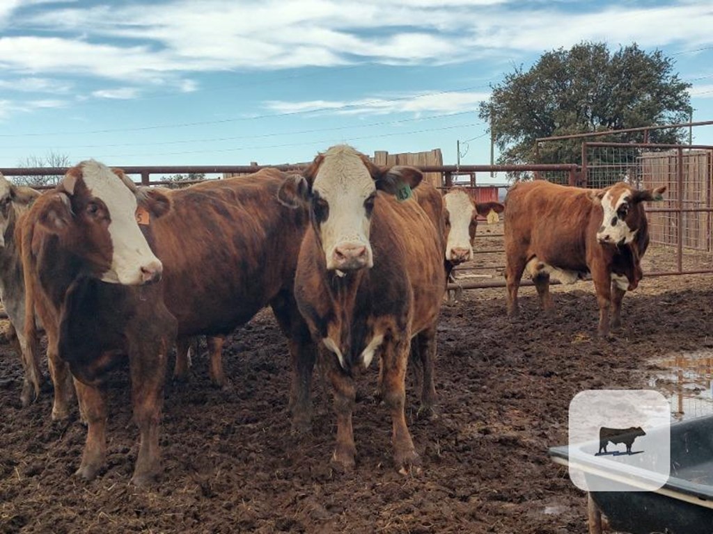 Cattle Range Listing Photo