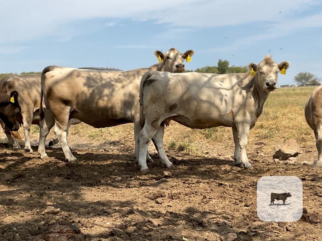 Cattle Range Listing Photo