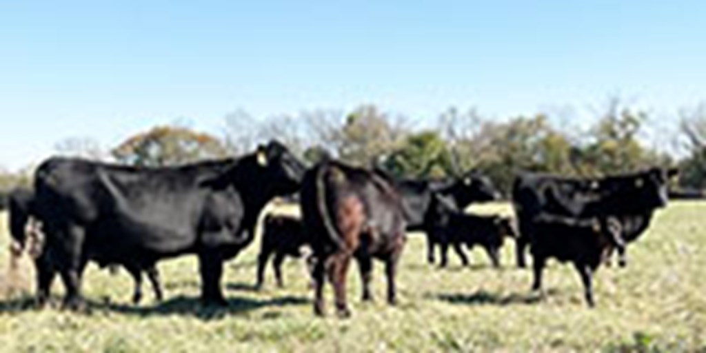 36 Angus & Black Baldy Pairs... Southwest MO