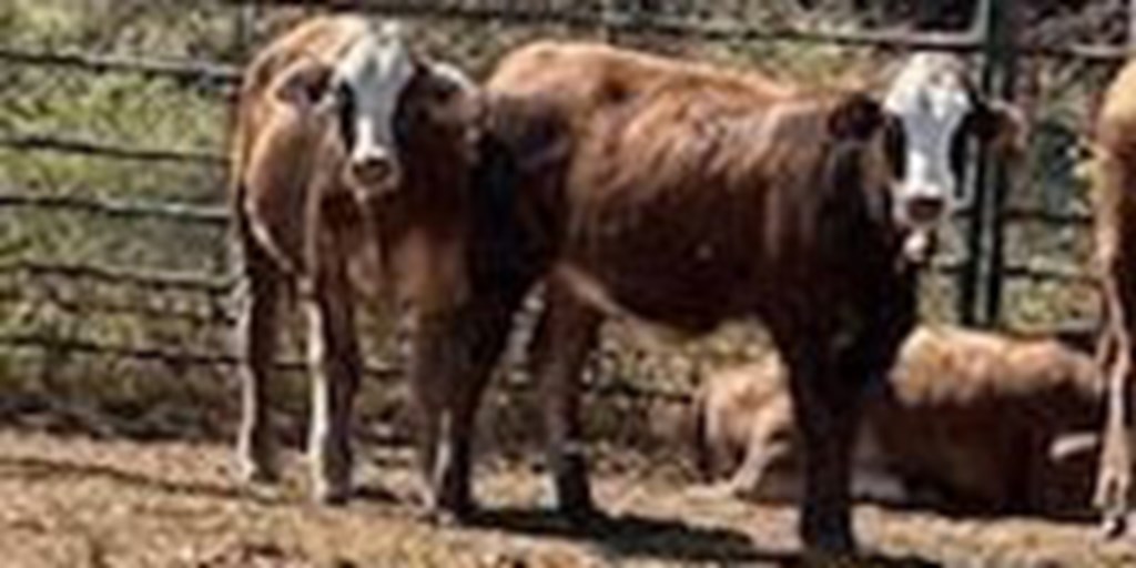 10 F1 Braford/Tigerstripe Rep. Heifers... Northwest LA