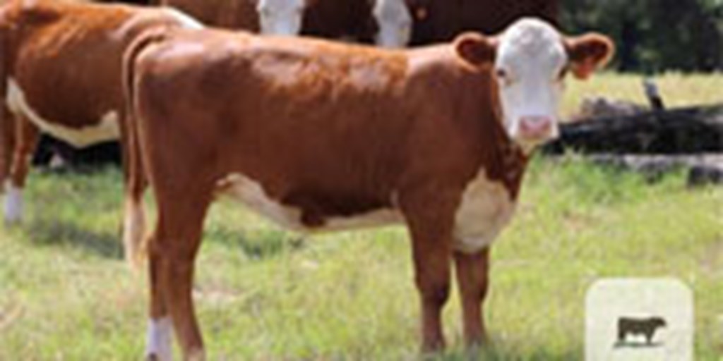 4 Reg. Polled Hereford Rep. Heifers... Northeast TX