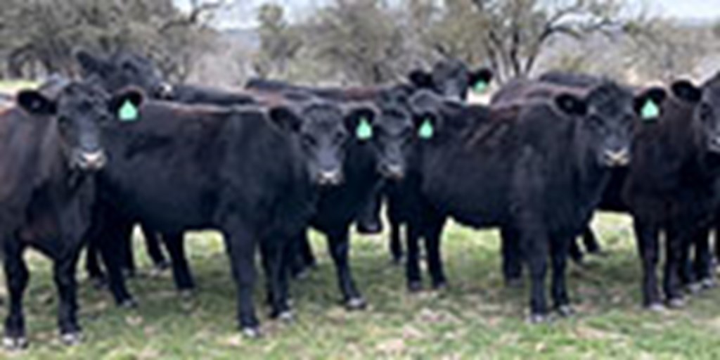 14 Angus Bred Heifers... Central TX