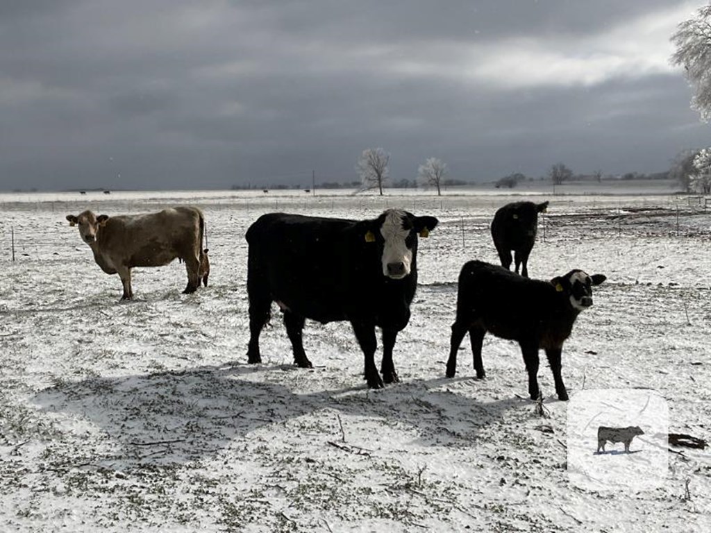 Cattle Range Listing Photo