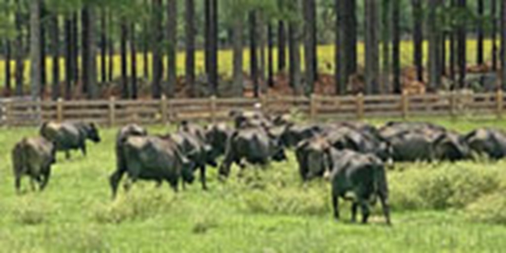 50 Angus & Angus Baldy Cows... Central GA