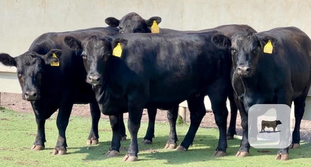 Cattle Range Listing Photo