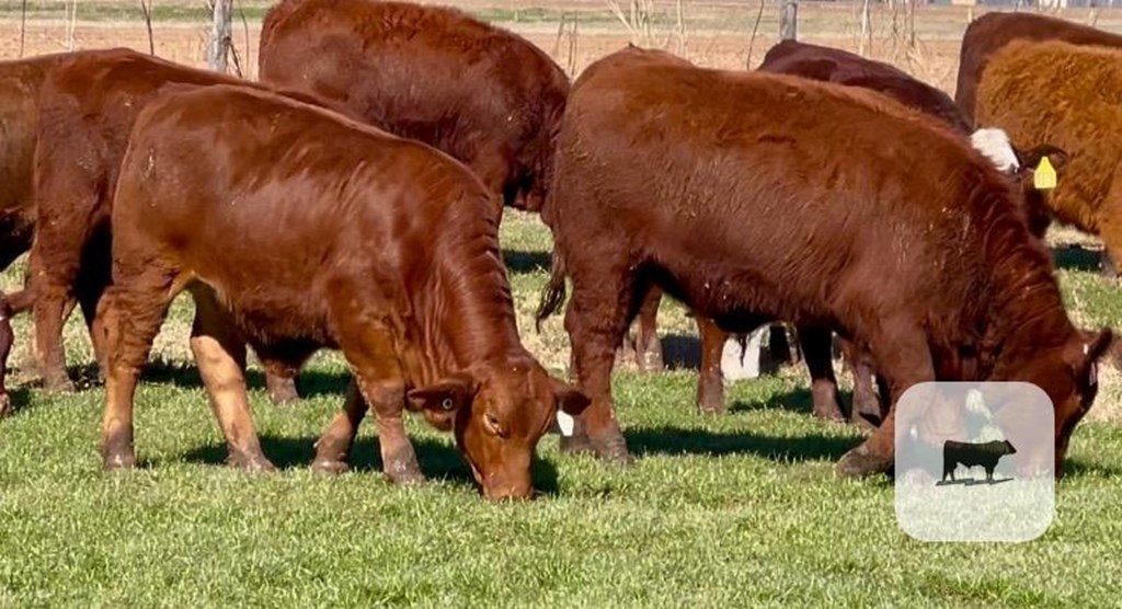 Cattle Range Listing Photo