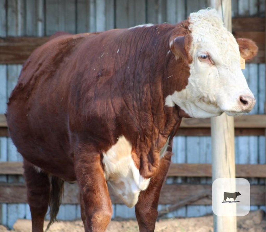 Cattle Range Listing Photo