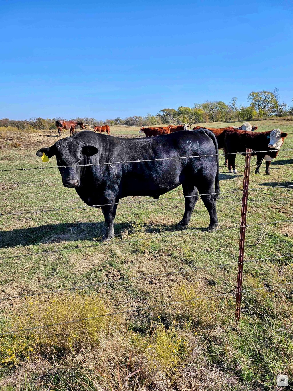 Cattle Range Listing Photo