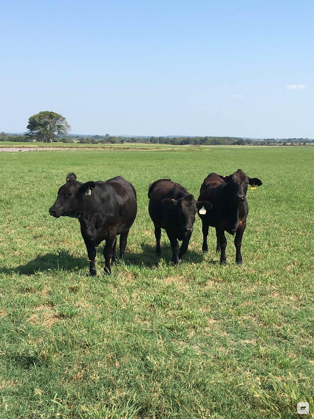 Cattle Range Listing Photo