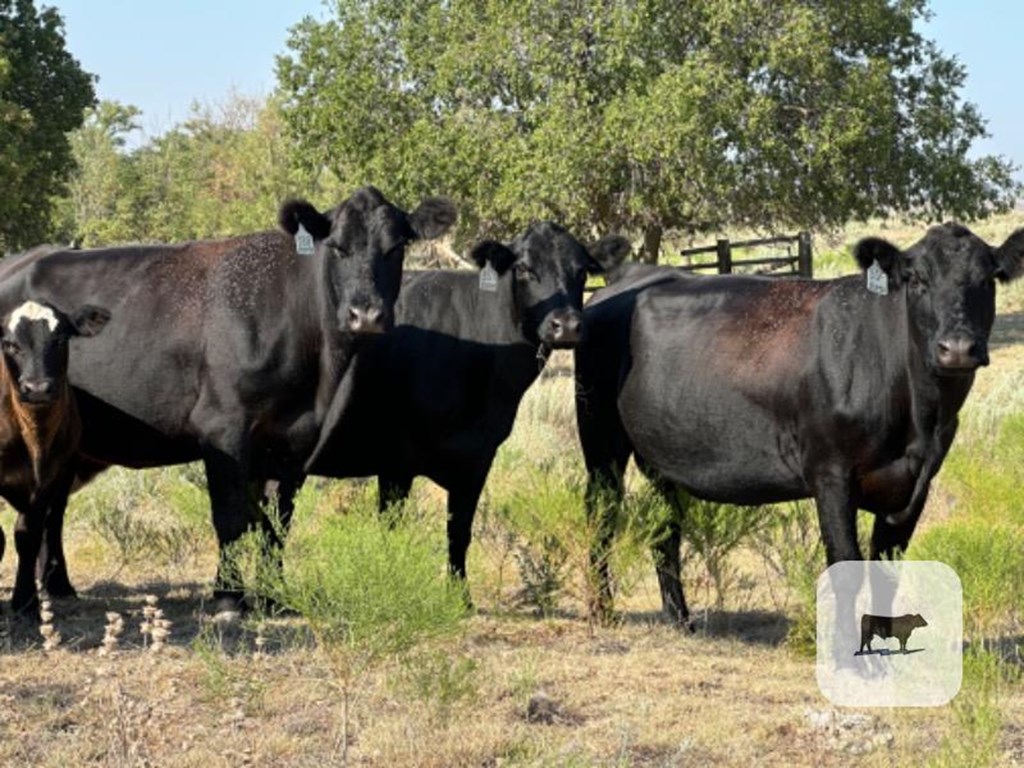 Cattle Range Listing Photo