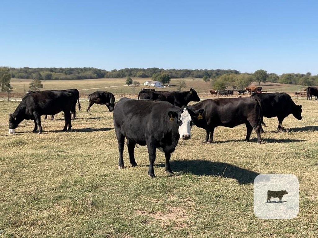 Cattle Range Listing Photo