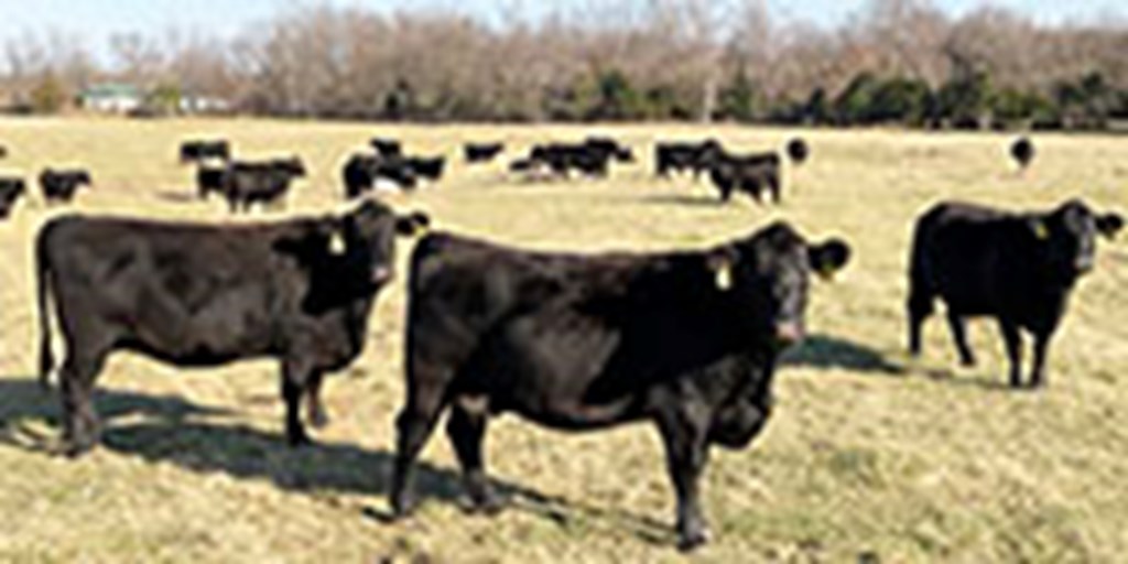 42 Angus & BWF Cows... Southwest MO