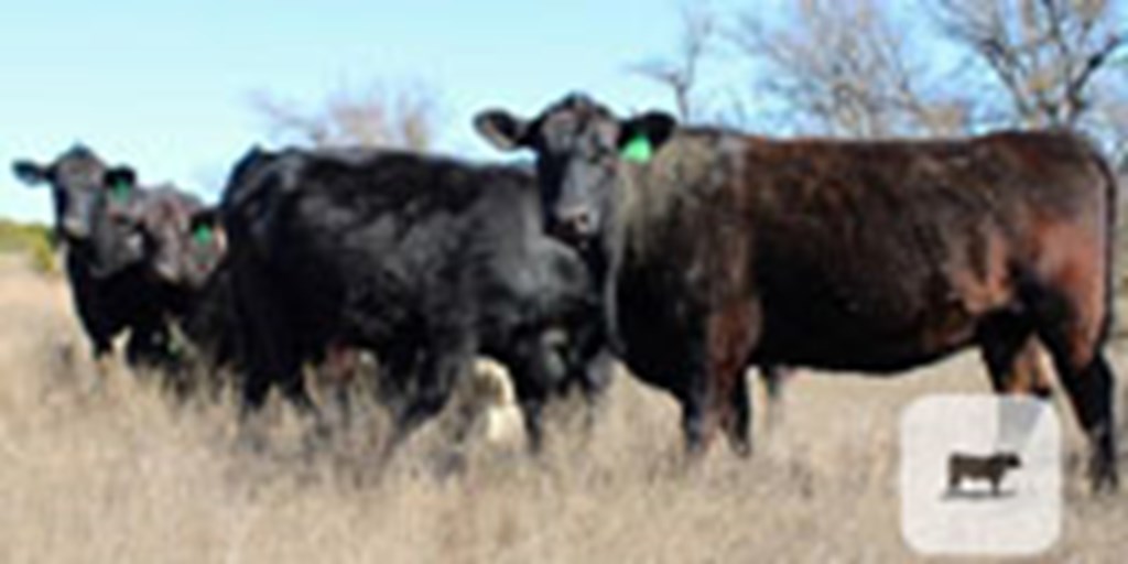 30 Angus Cows... Central TX