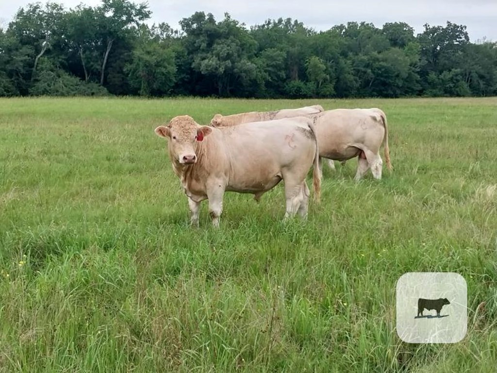 Cattle Range Listing Photo