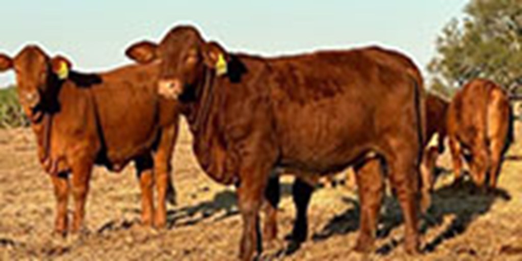 10 Reg. Beefmaster Rep. Heifers... South TX