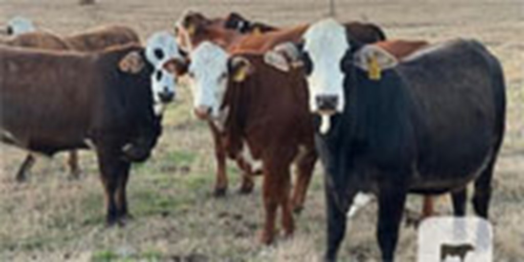 14 F1 Braford/Tigerstripe Bred Heifers... Southeast TX