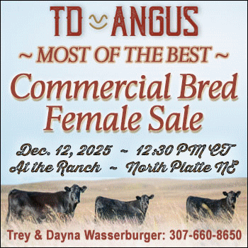 TD Angus Commercial Bred Female Sale