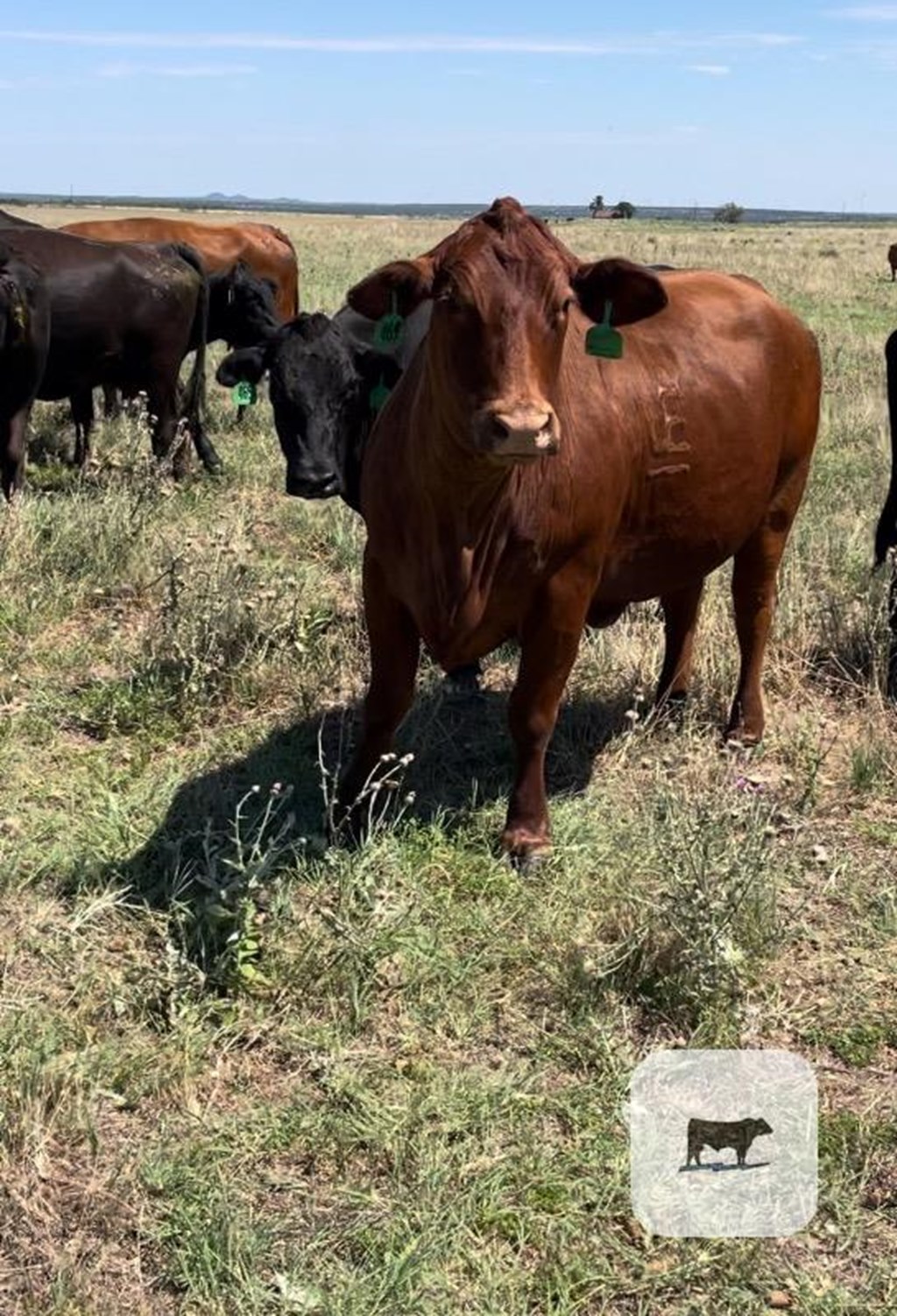 Cattle Range Listing Photo