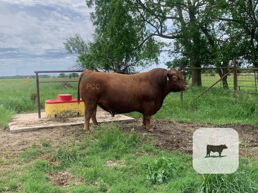 Cattle Range Listing Photo