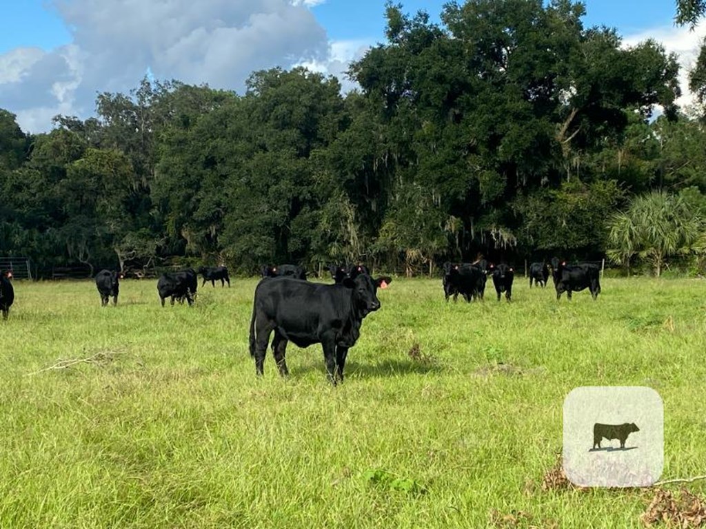 Cattle Range Listing Photo