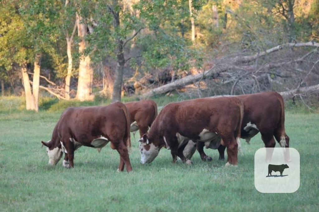 Cattle Range Listing Photo