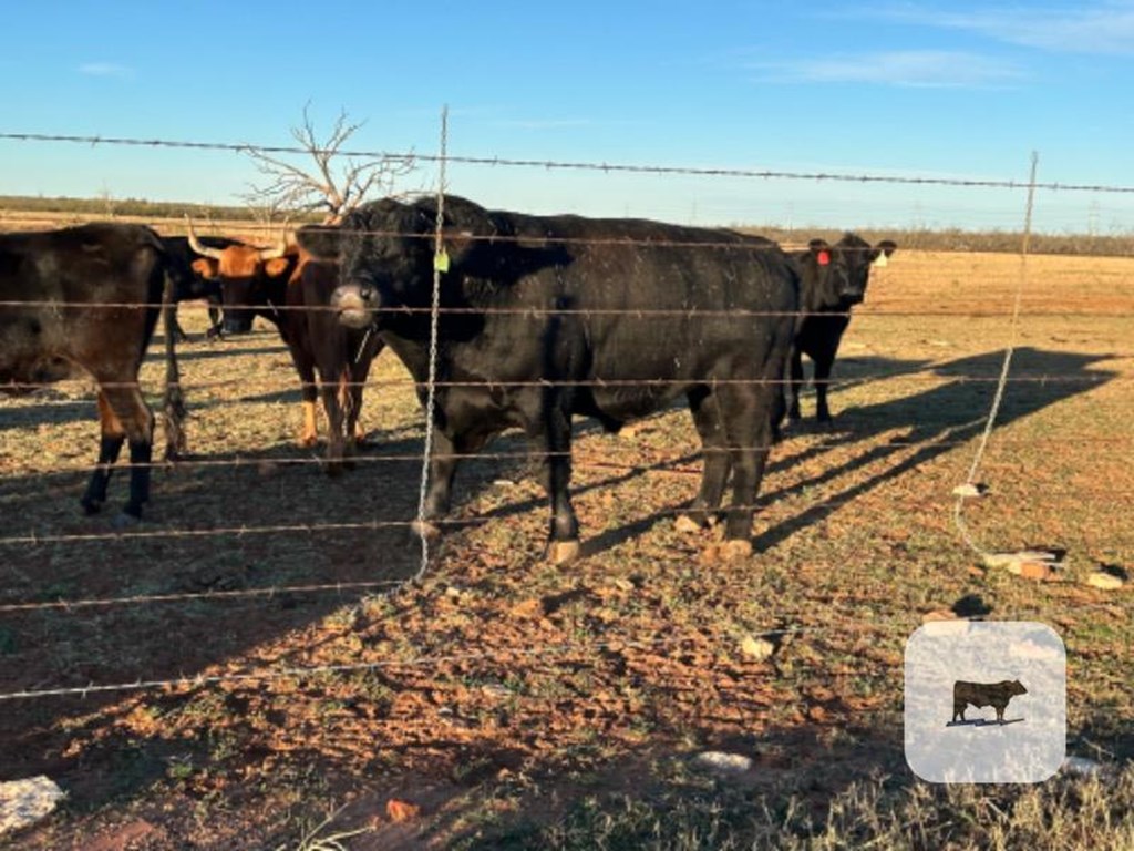 Cattle Range Listing Photo