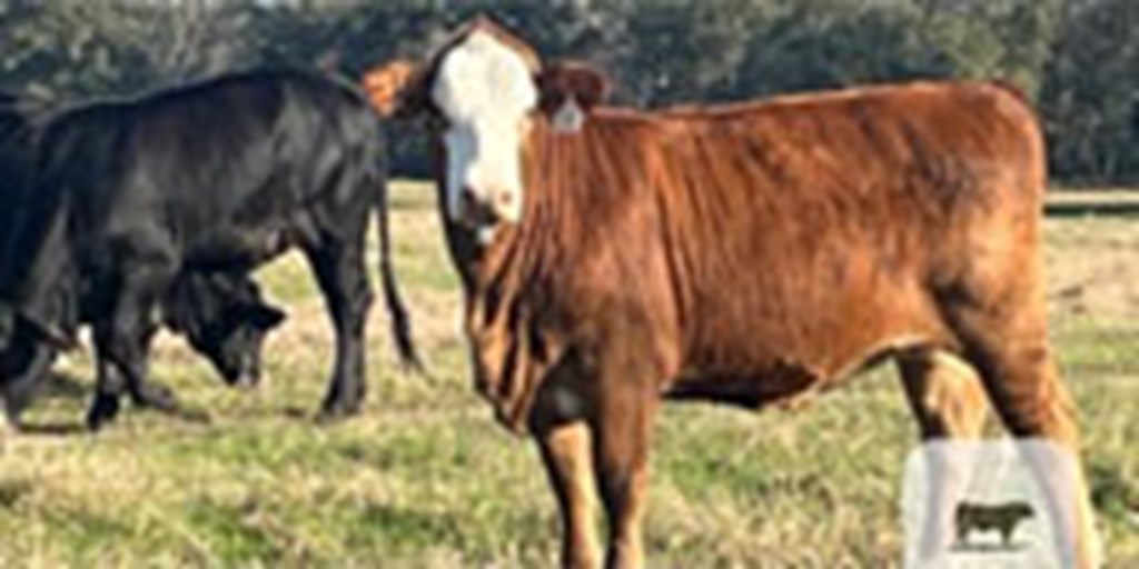 24 Brangus & Braford/Tigerstripe Bred Heifers... Southeast TX