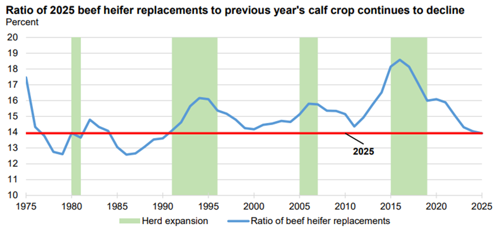 February Beef & Cattle Outlook – An Older Cow Herd