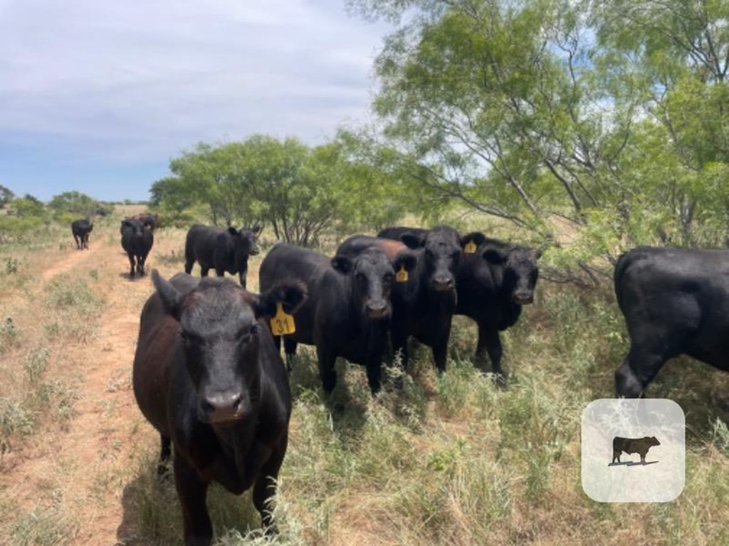 Cattle Range Listing Photo