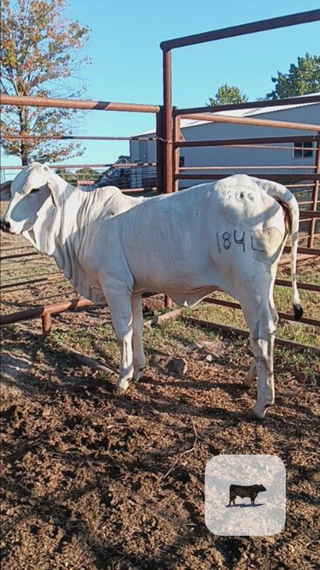 Cattle Range Listing Photo