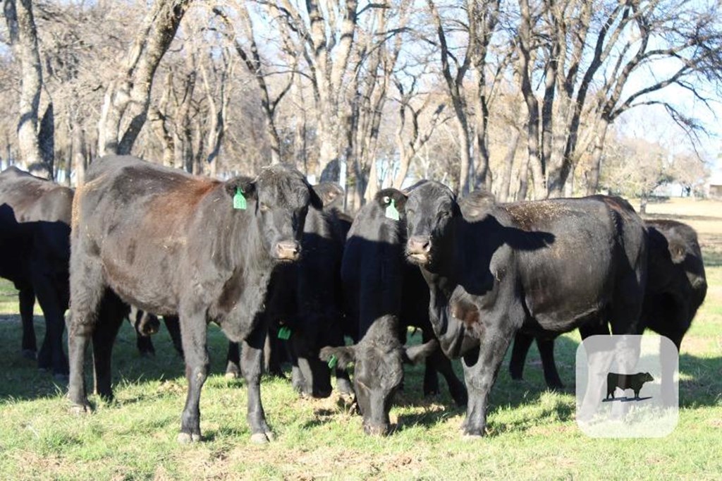 Cattle Range Listing Photo