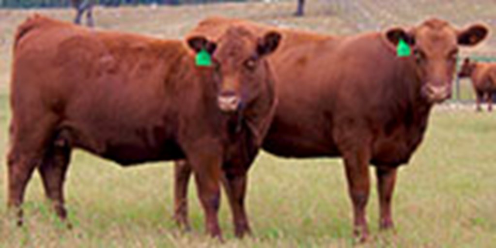 19 Red Angus Bred Heifers... Central TX