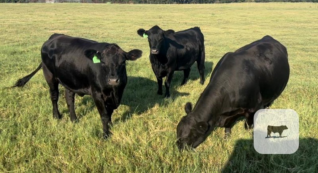 Cattle Range Listing Photo