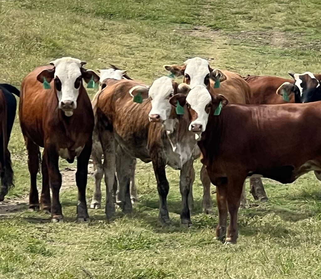 Cattle Range Listing Photo