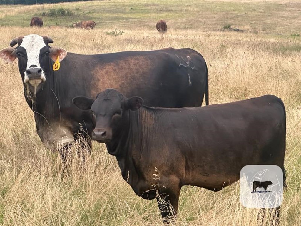 Cattle Range Listing Photo