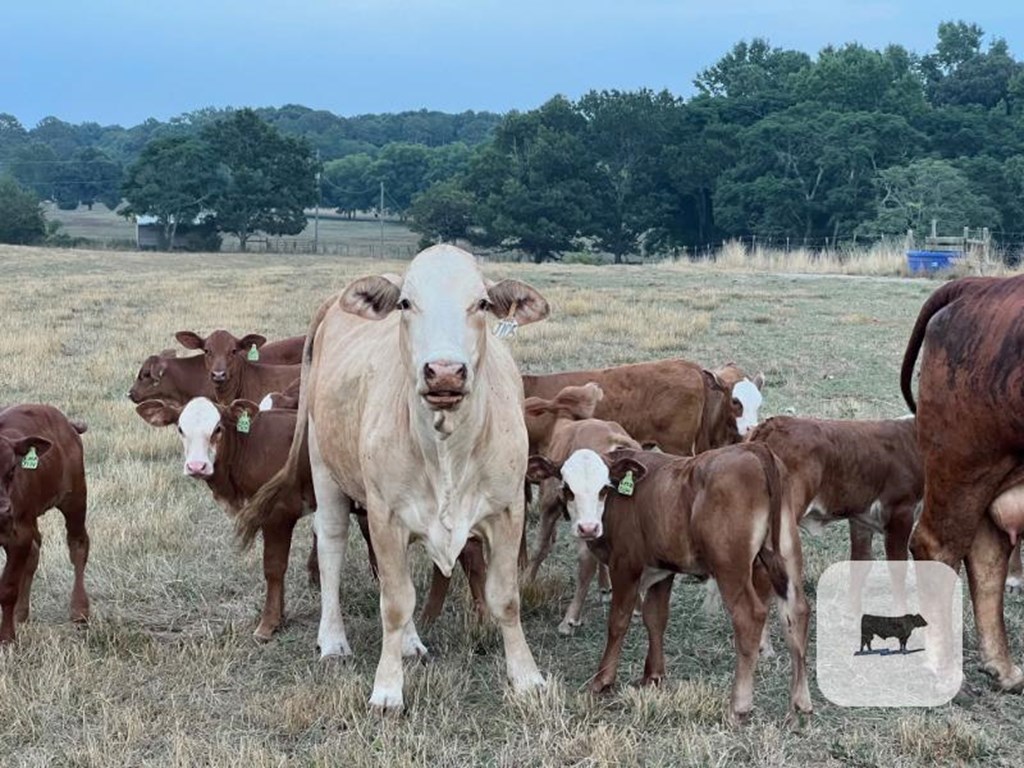 Cattle Range Listing Photo