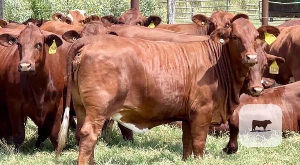 Cattle Range Listing Photo