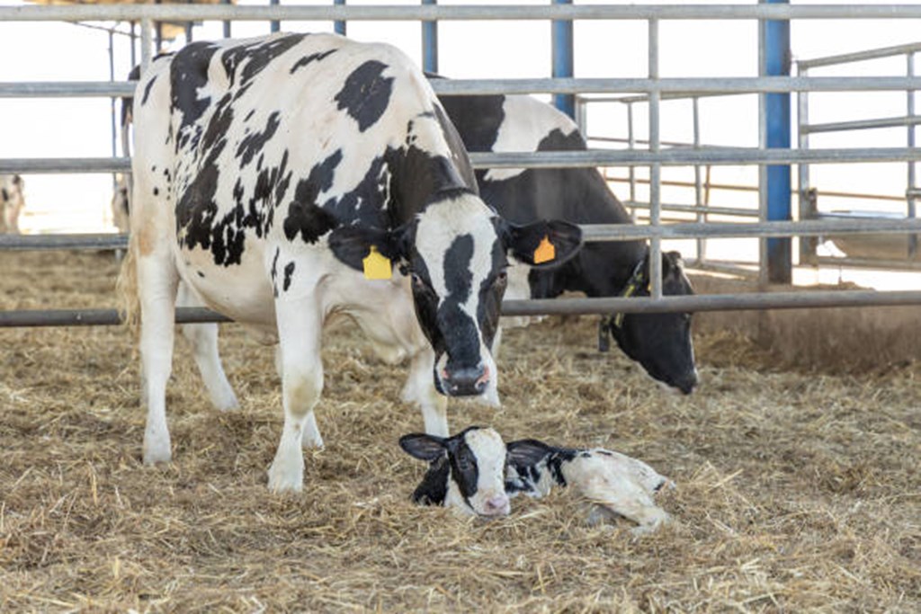 Replacement Dairy Heifer Prices Jump 69% as ‘Beef on Dairy’ Trend Continues